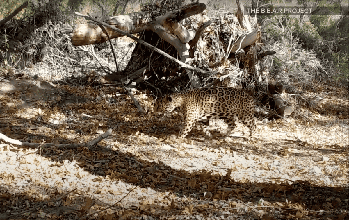 jaguar spotted near arizona