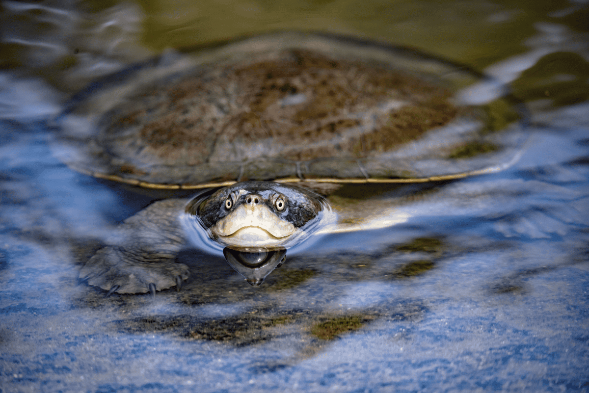 turtle