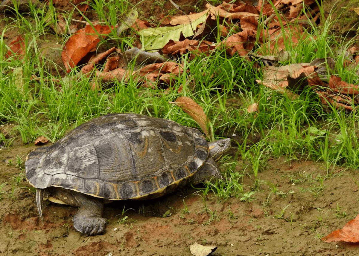 turtle
