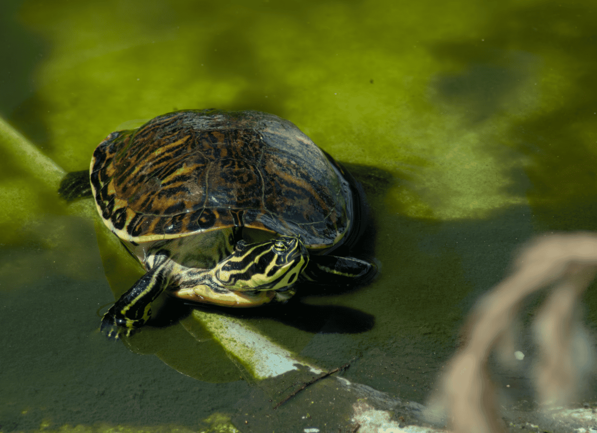 turtle