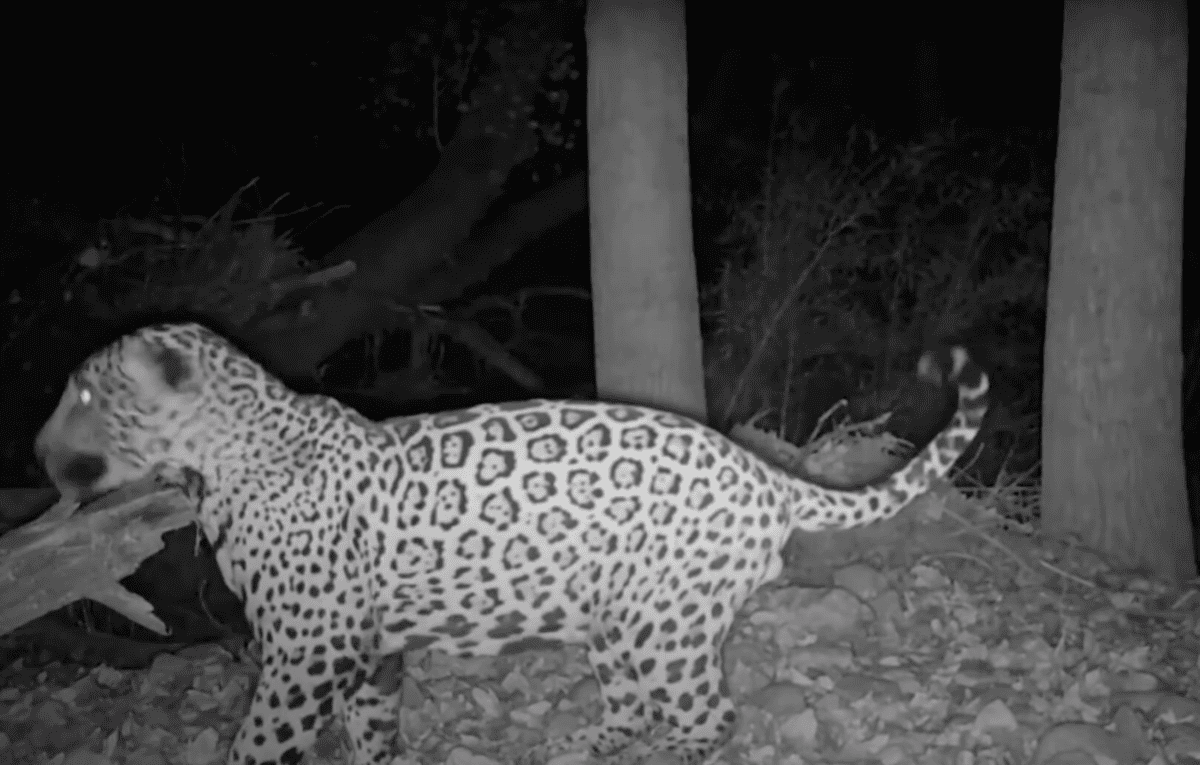 jaguar spotted near arizona