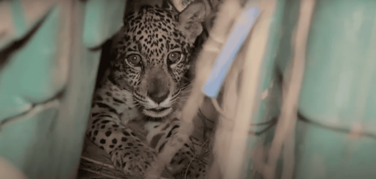 jaguar
