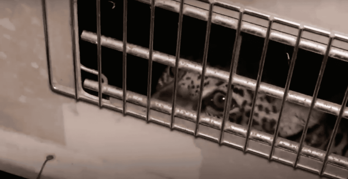 jaguar