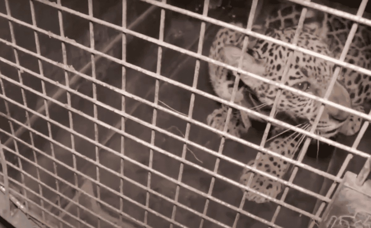 jaguar