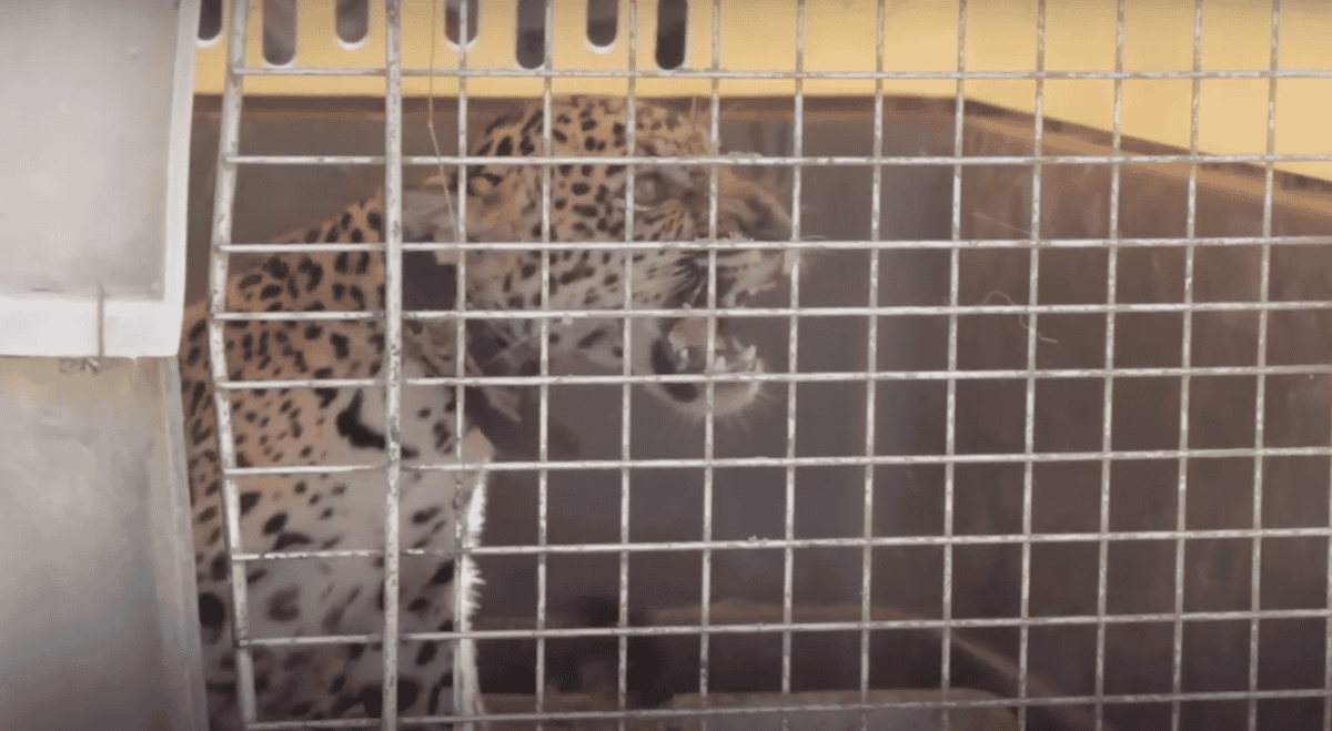 jaguar