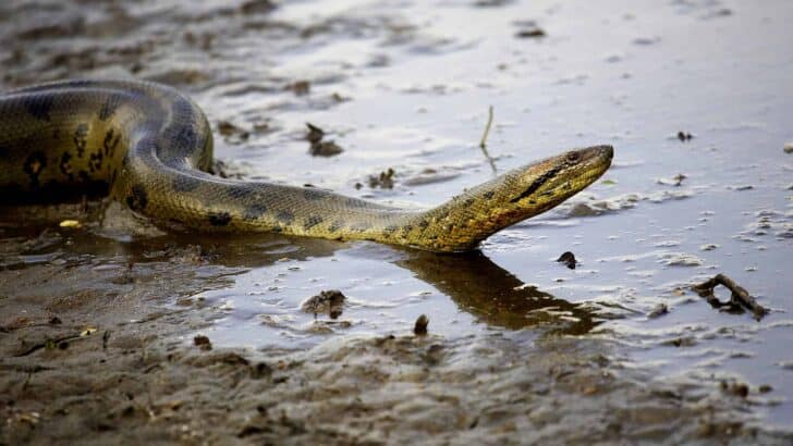 How Anacondas Ambush Prey in Swamps Using Stealth