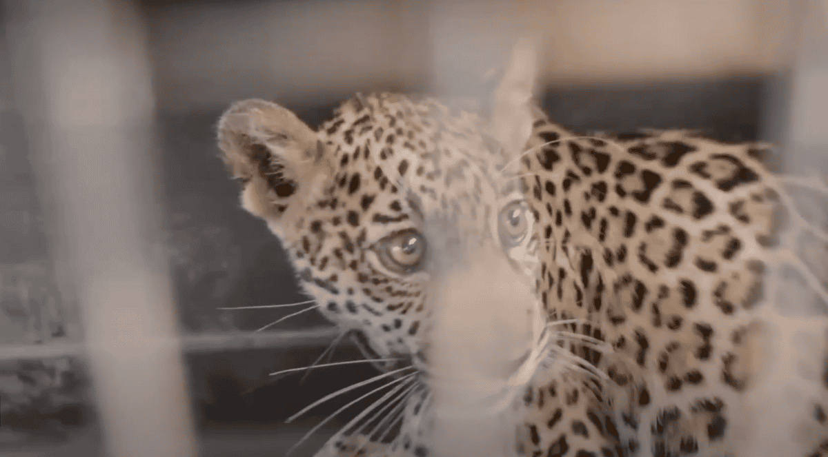 jaguar