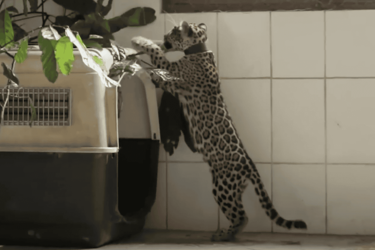 jaguar