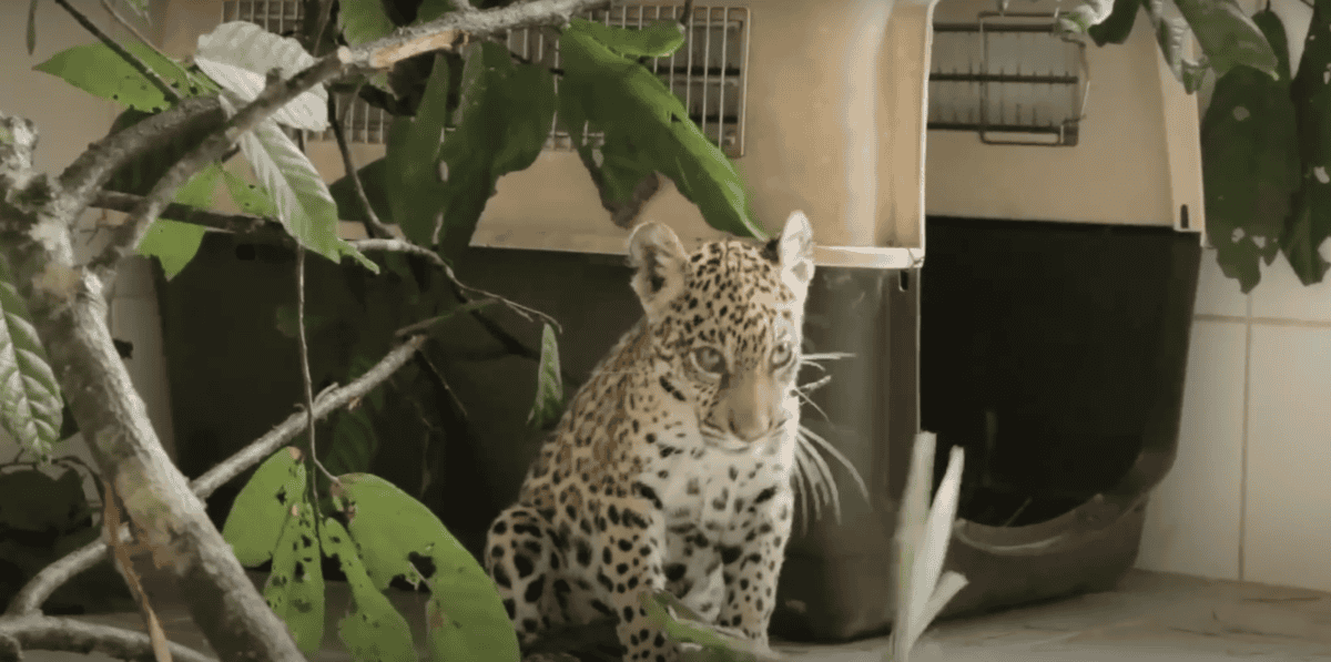 jaguar
