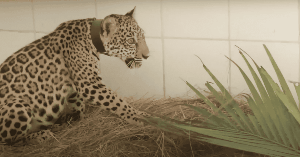 jaguar