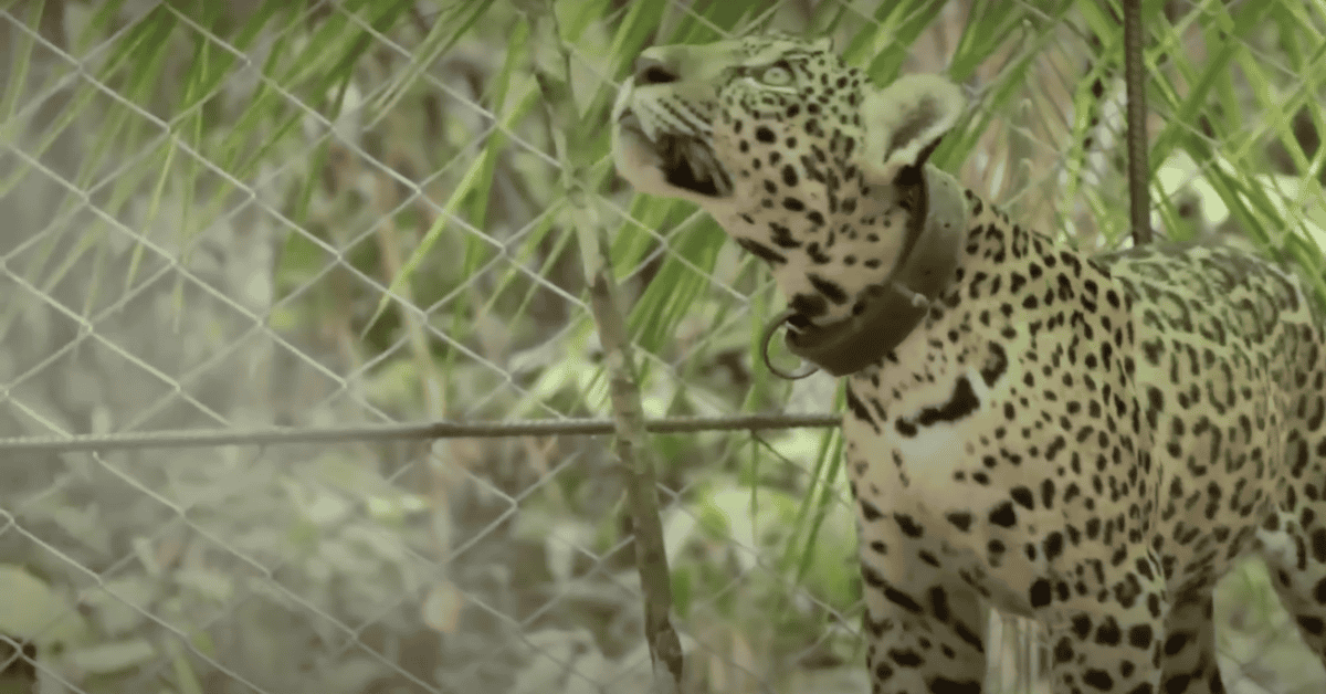 jaguar