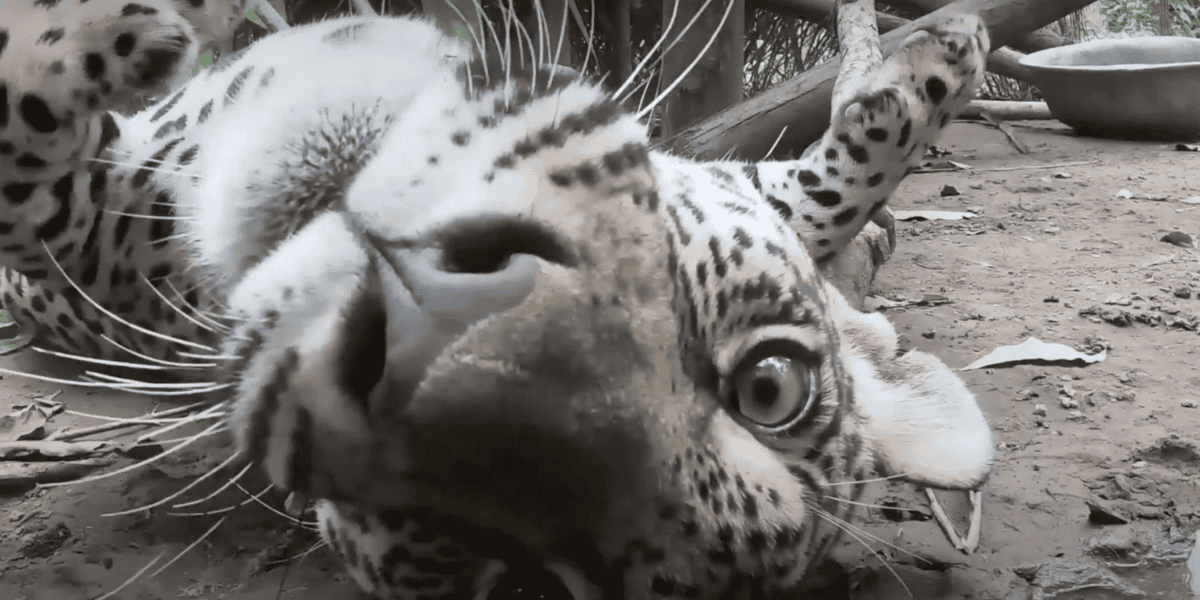 jaguar