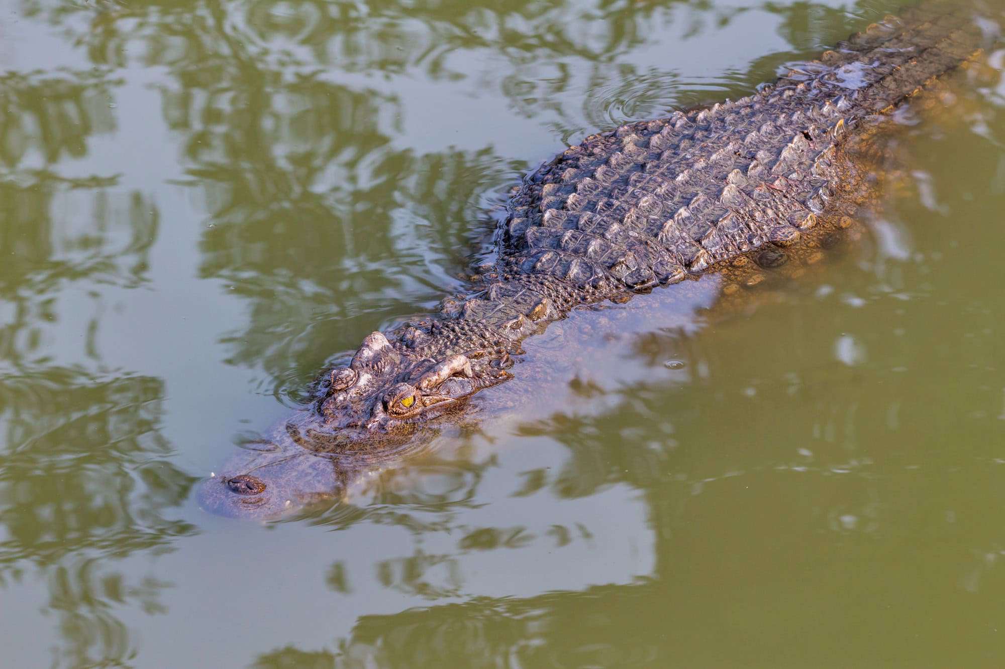 crocodile in the zoo Thailand via DepostiPhotos
