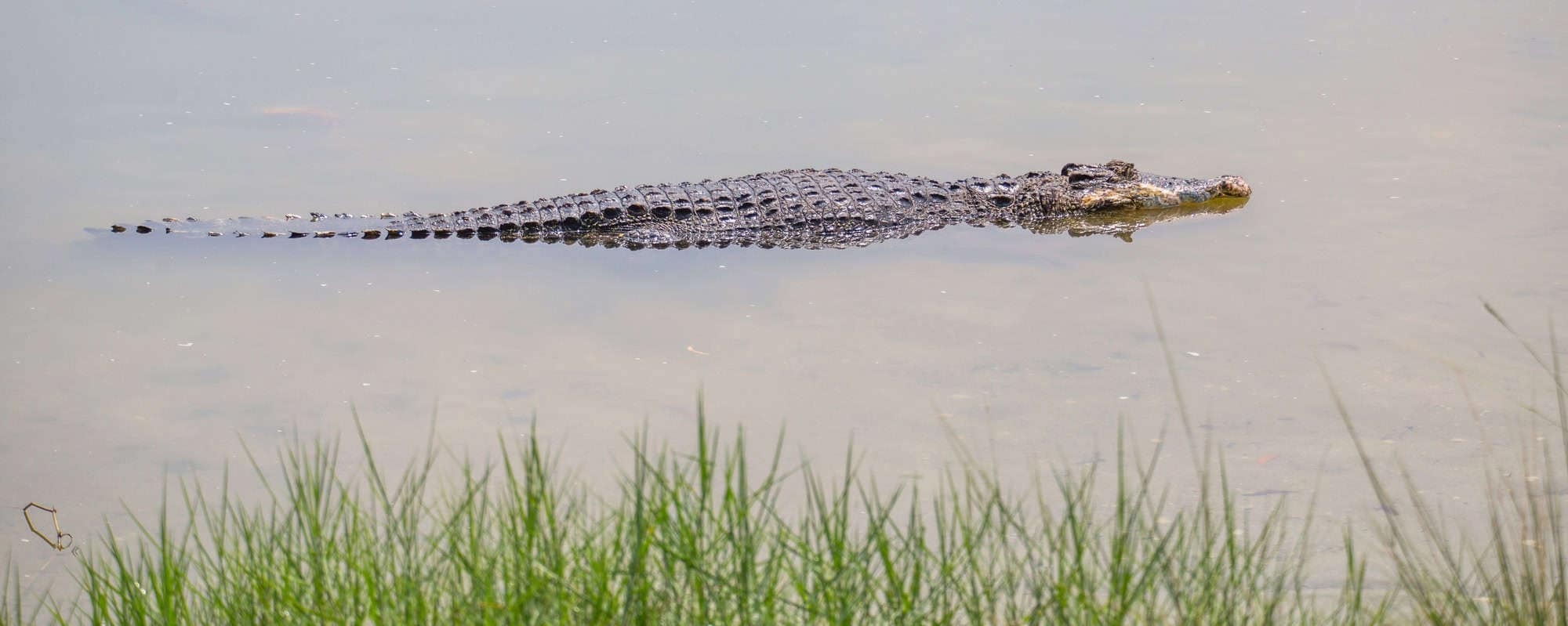 crocodile in muddy water via DepostiPhotos