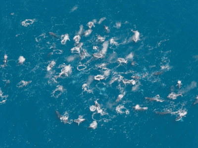 Unprecedented Gathering Hundreds Of Humpback Whales Filmed In Southern Waters