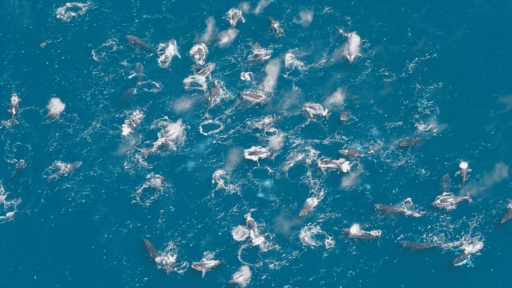 Unprecedented Gathering Hundreds Of Humpback Whales Filmed In Southern Waters