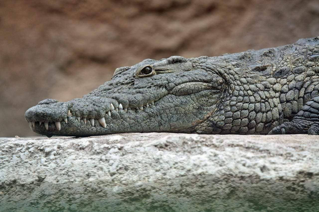 nile crocodile