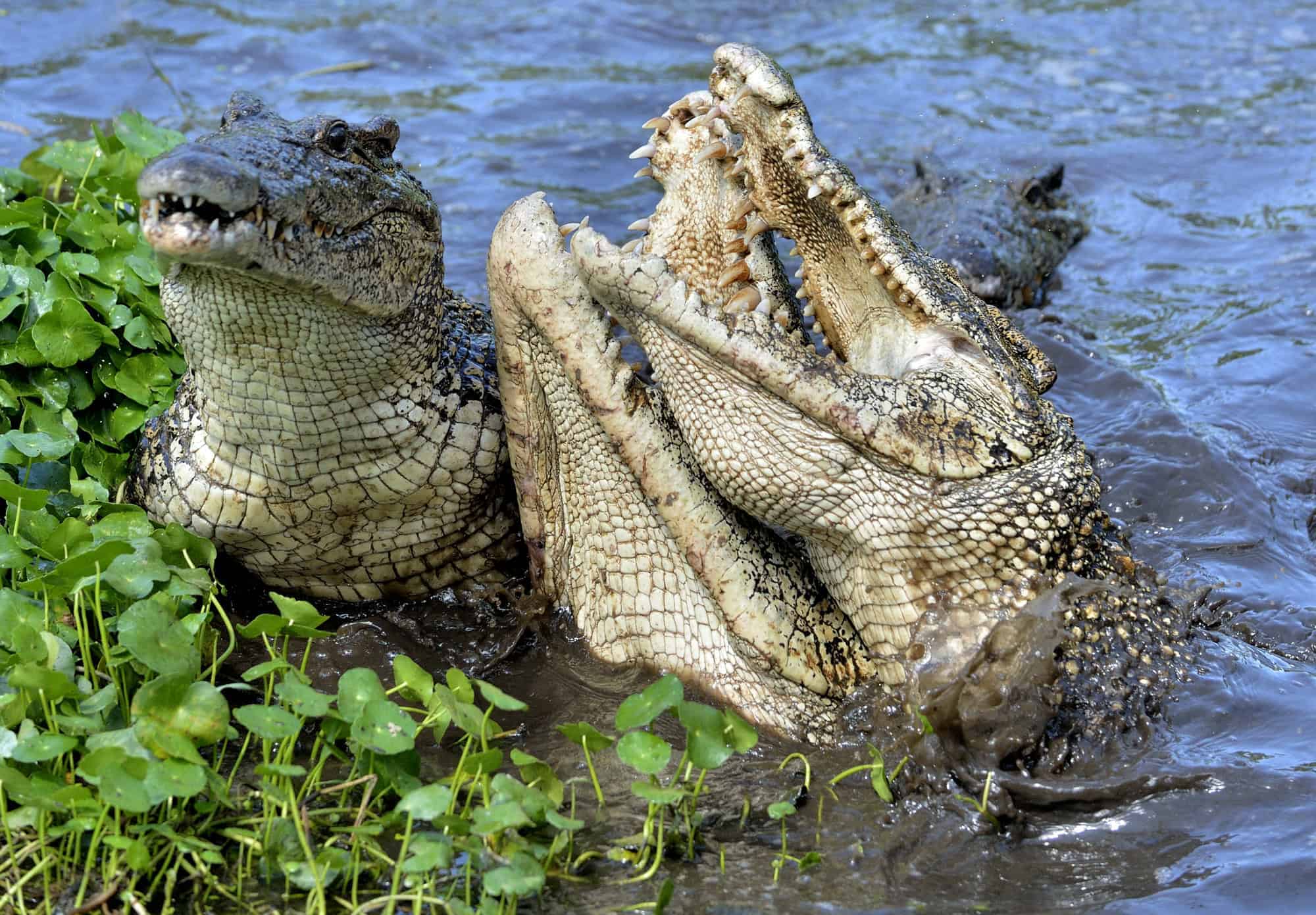 Attack crocodile. Cuban Crocodile (crocodylus rhombifer). The Cuban crocodile jumps out of the water. Cuba via DepositPhotos