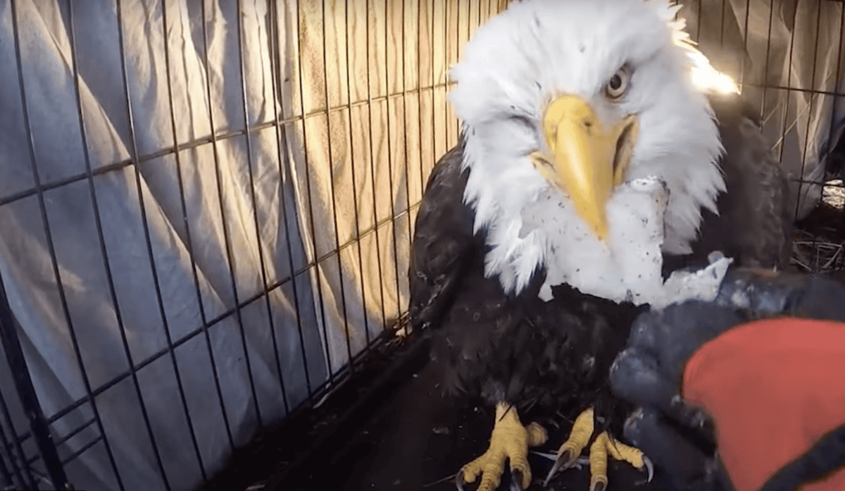 bald eagle