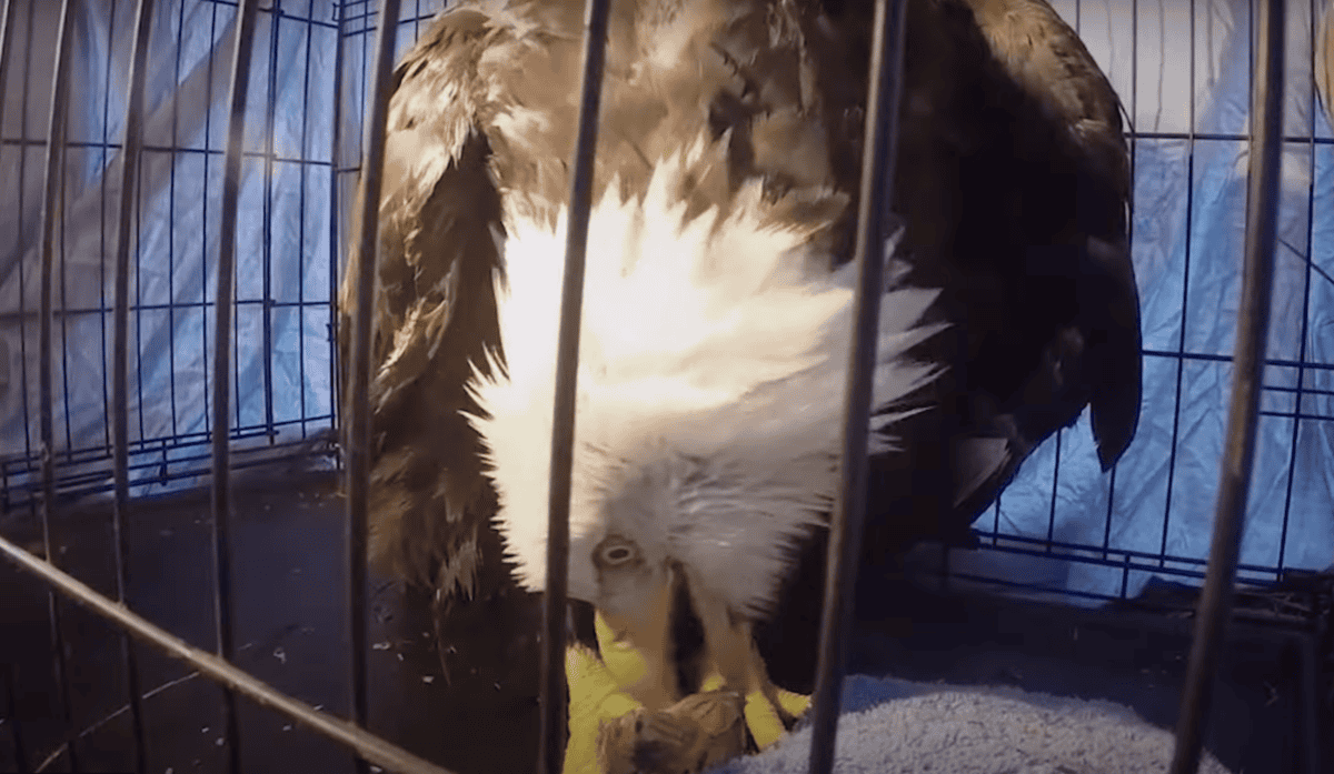 bald eagle
