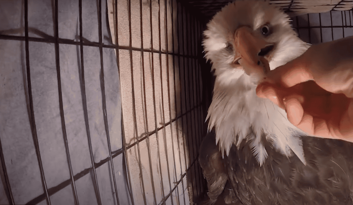 bald eagle