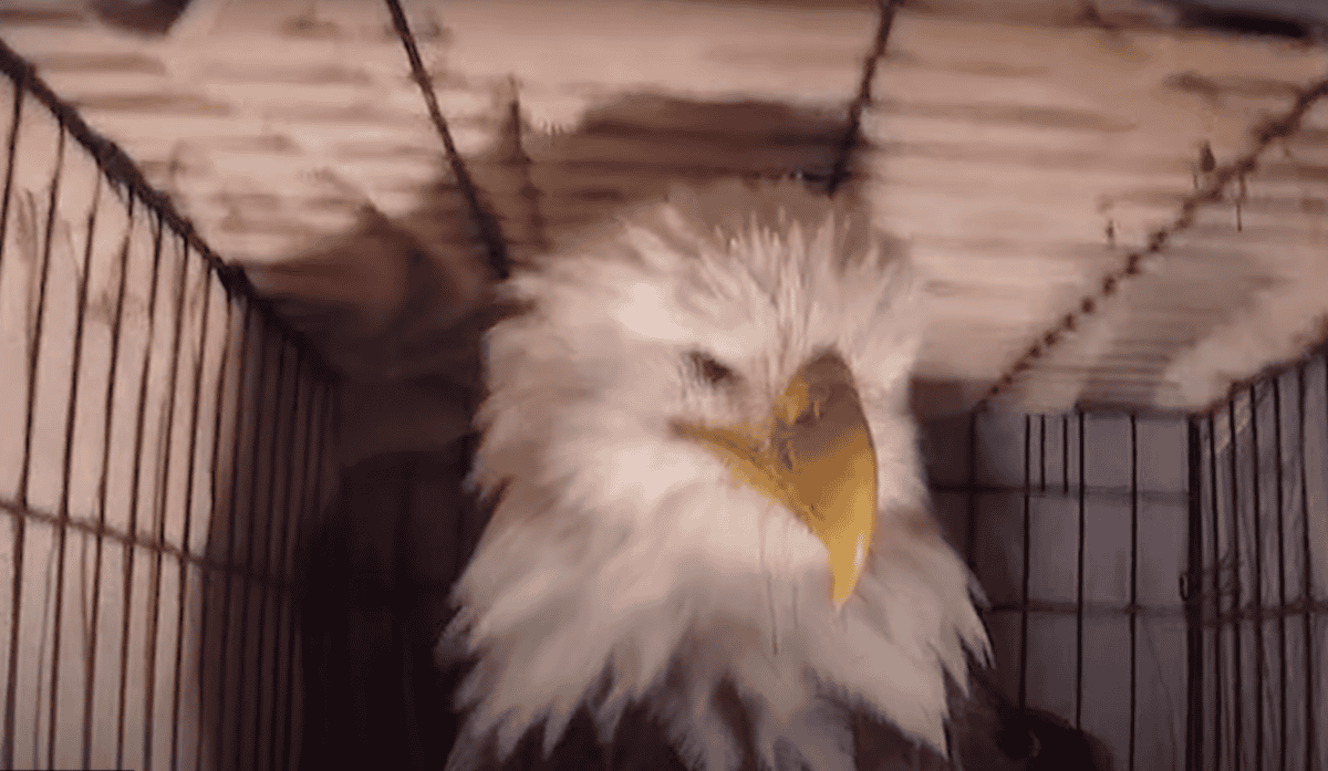 bald eagle