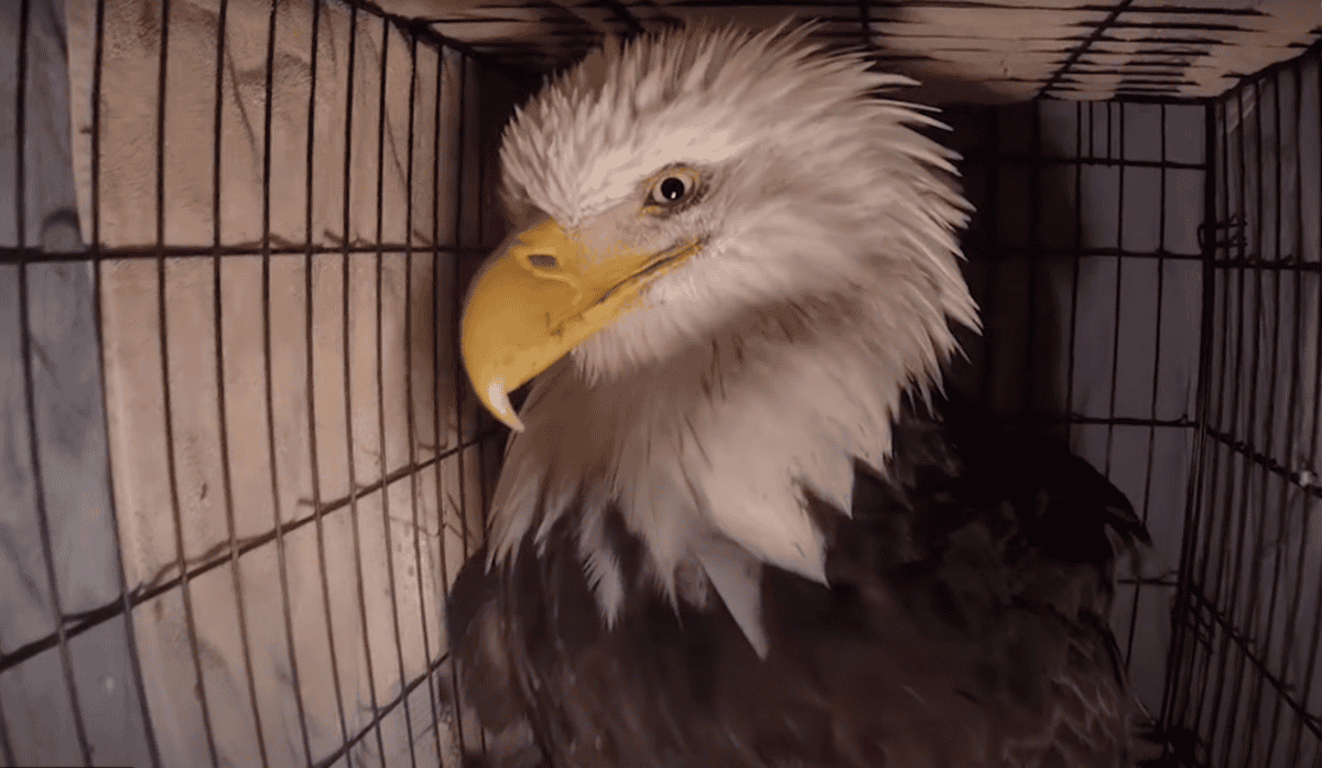 bald eagle