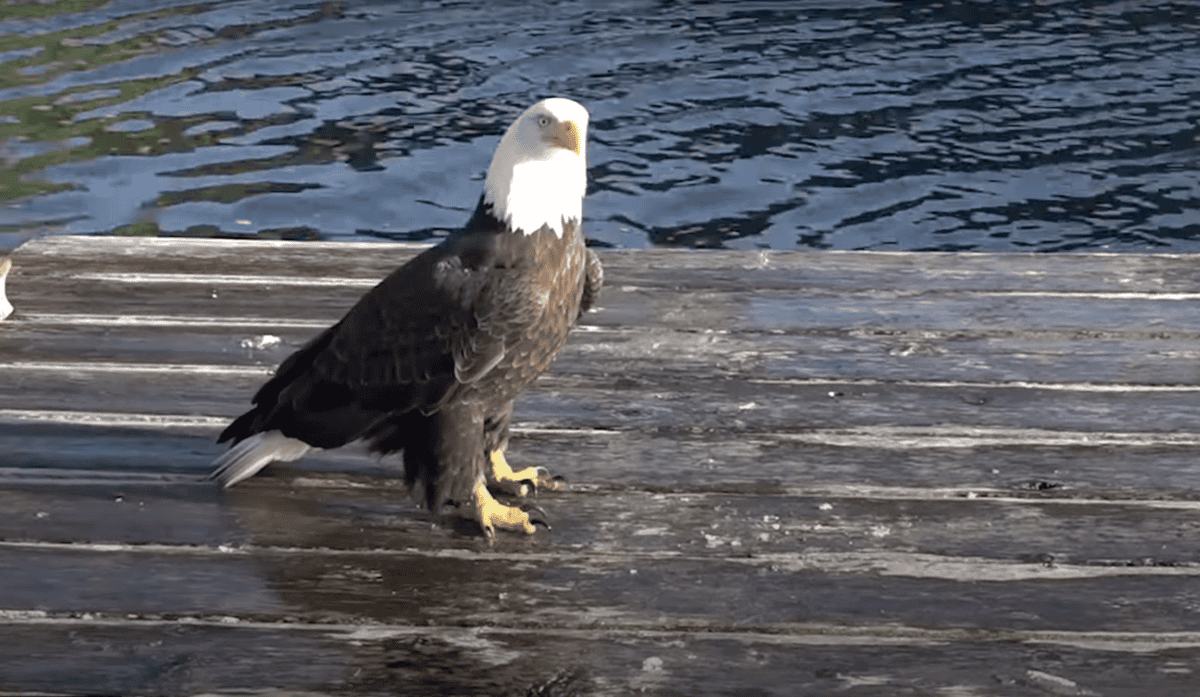 bald eagle