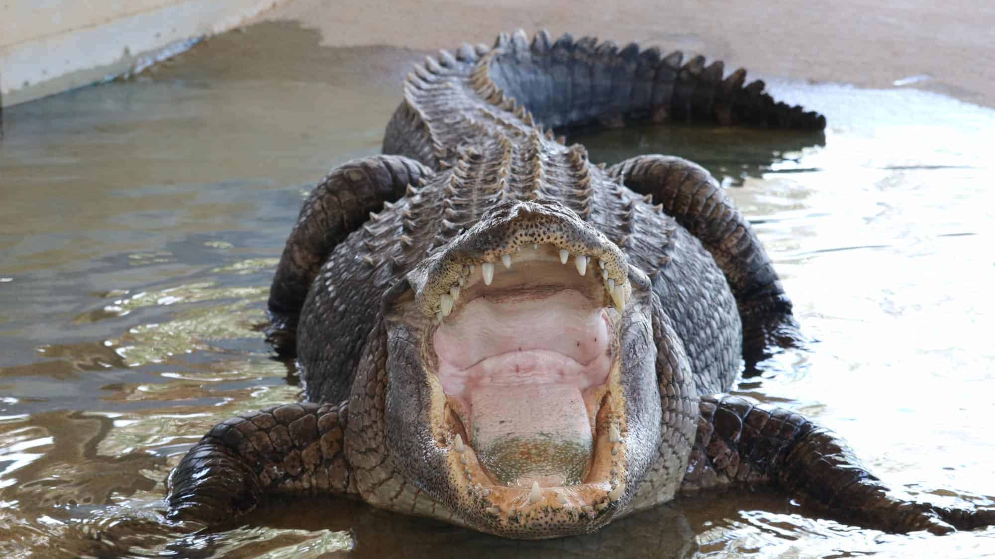 An large alligator look up the see if there are any food ready, with the sharp teeth via DepostiPhotos