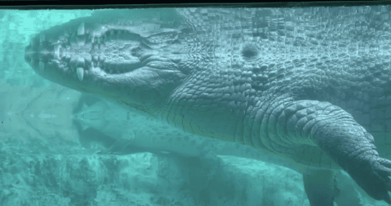 Massive Saltwater Crocodile Spotted Near Popular Australian Beach