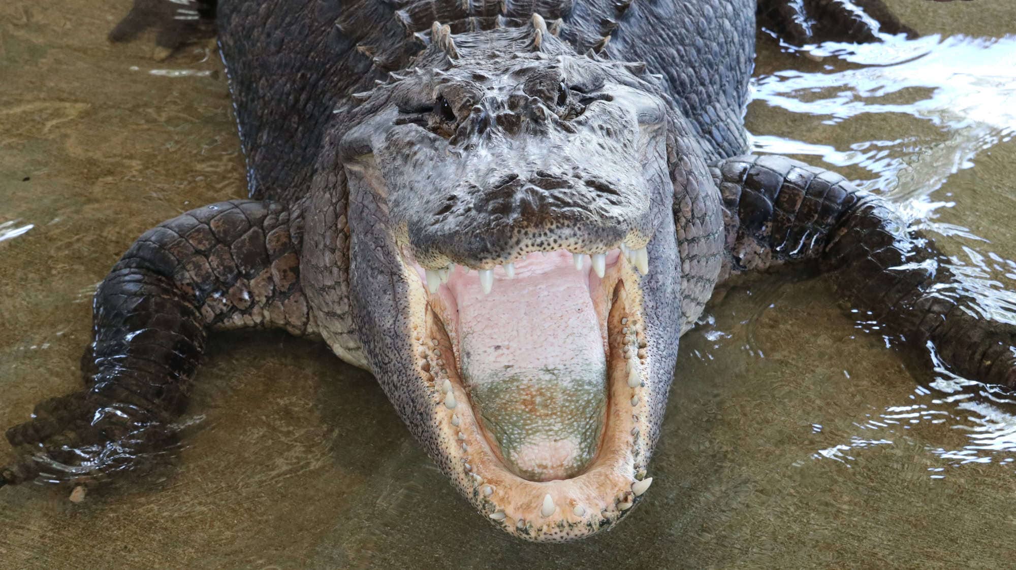An large alligator look up the see if there are any food ready, with the sharp teeth via DepostiPhotos