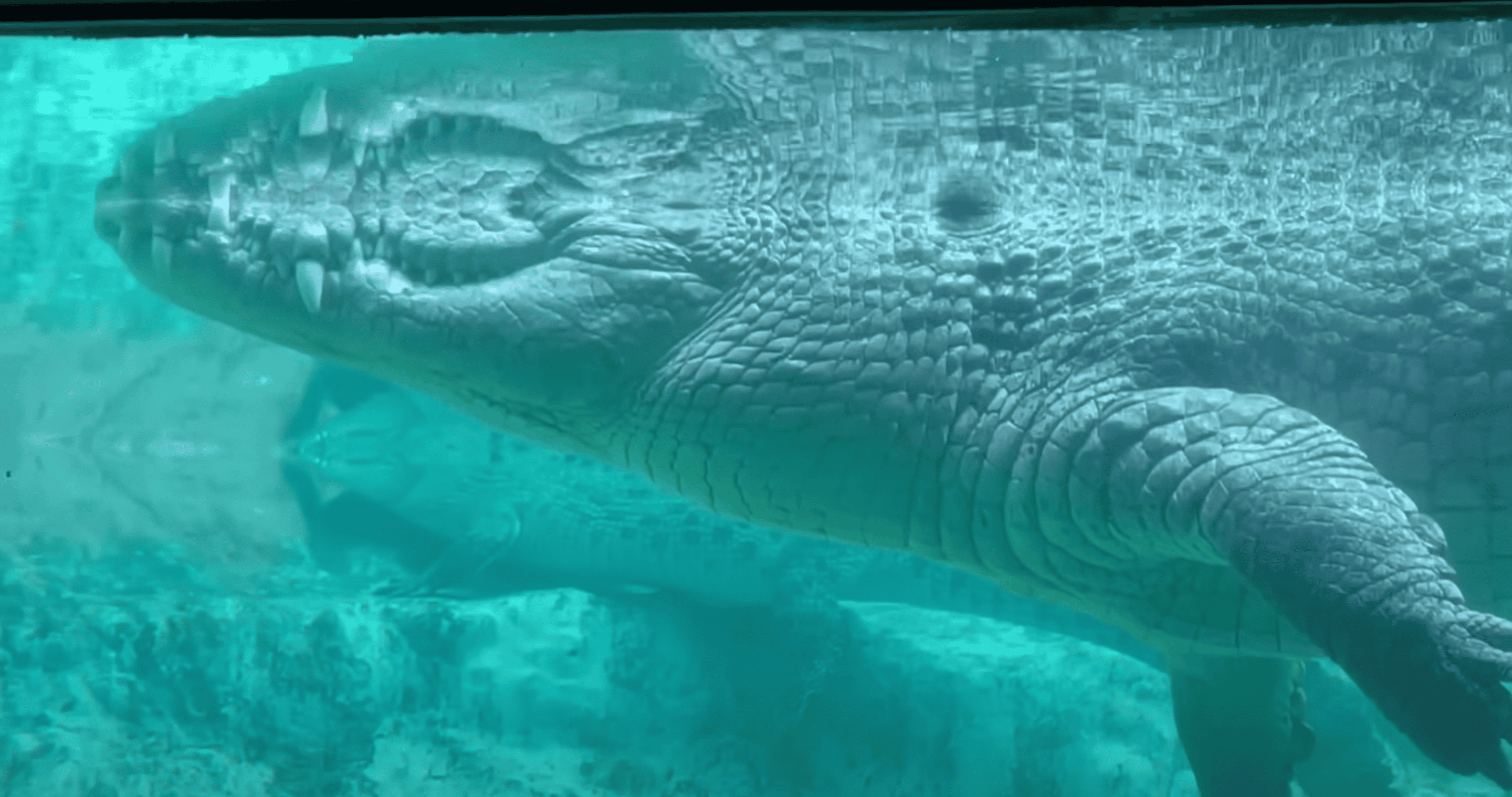 crocodile