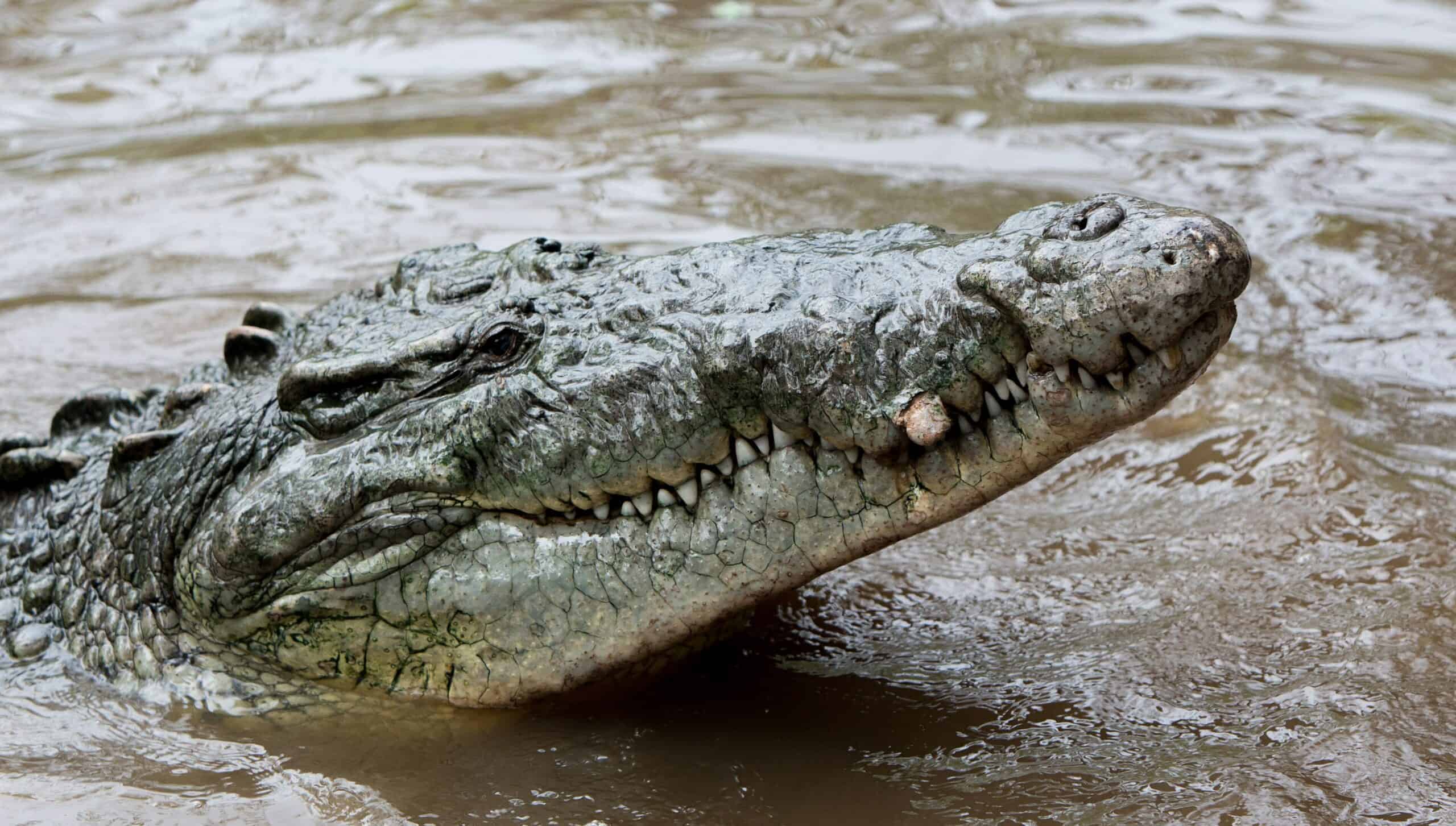 Crocodile on ground