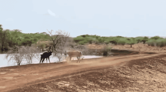 Nyala Outsmarts Lioness in Epic Move