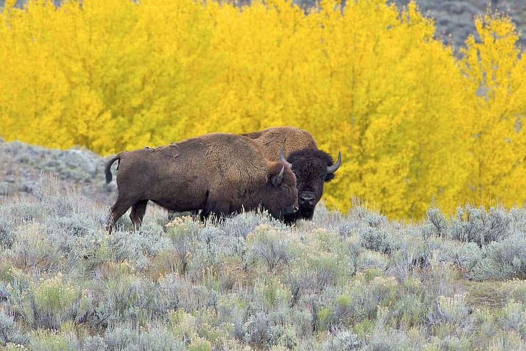 Two bison standing in a grassy field