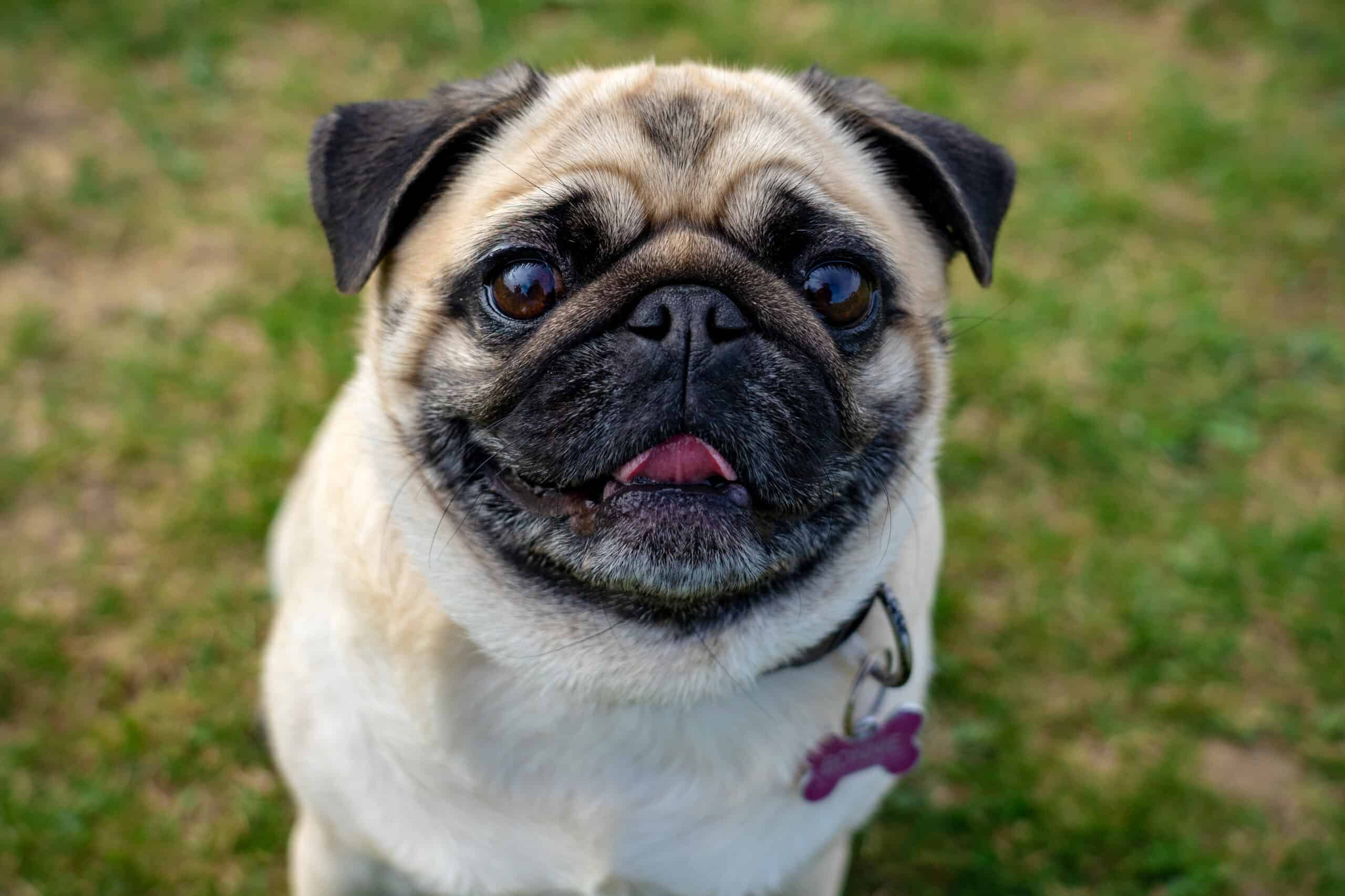 Cute pug puppy