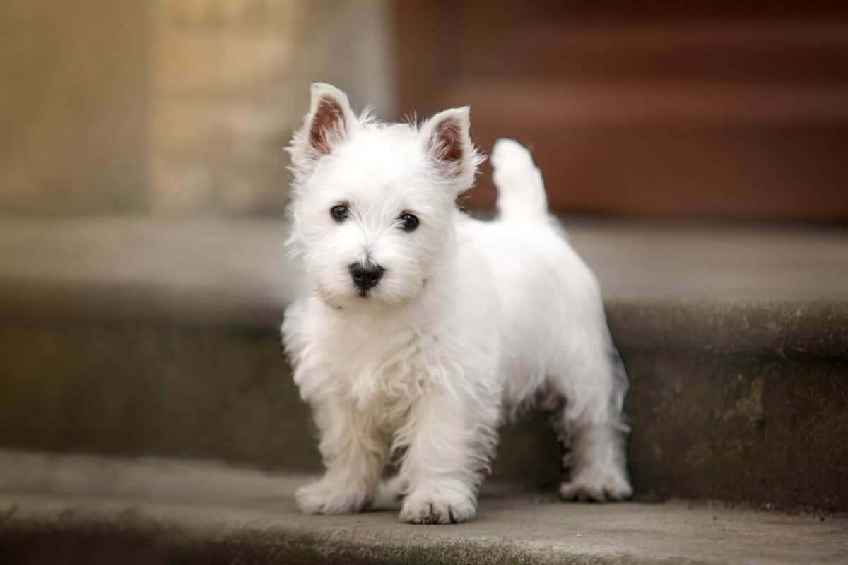 White West Highland Terrier Puppy