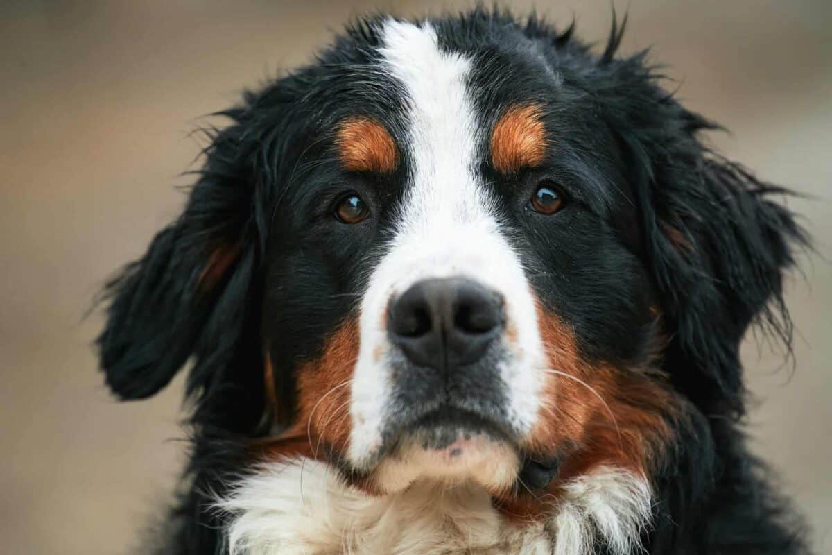 Bernese Dog