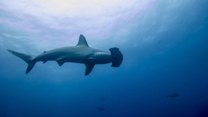 Why Hammerhead Sharks Are Avoiding the Florida Coast