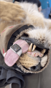 Lion&rsquo;s Heart Rate Measured Using Apple Watch By Brave Vet