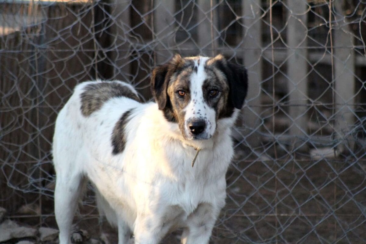 Dog standing in front of a wire fence.
