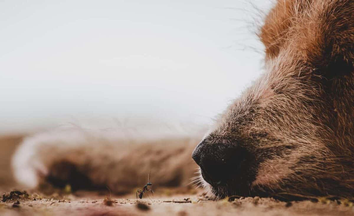Ant and a dog's nose.