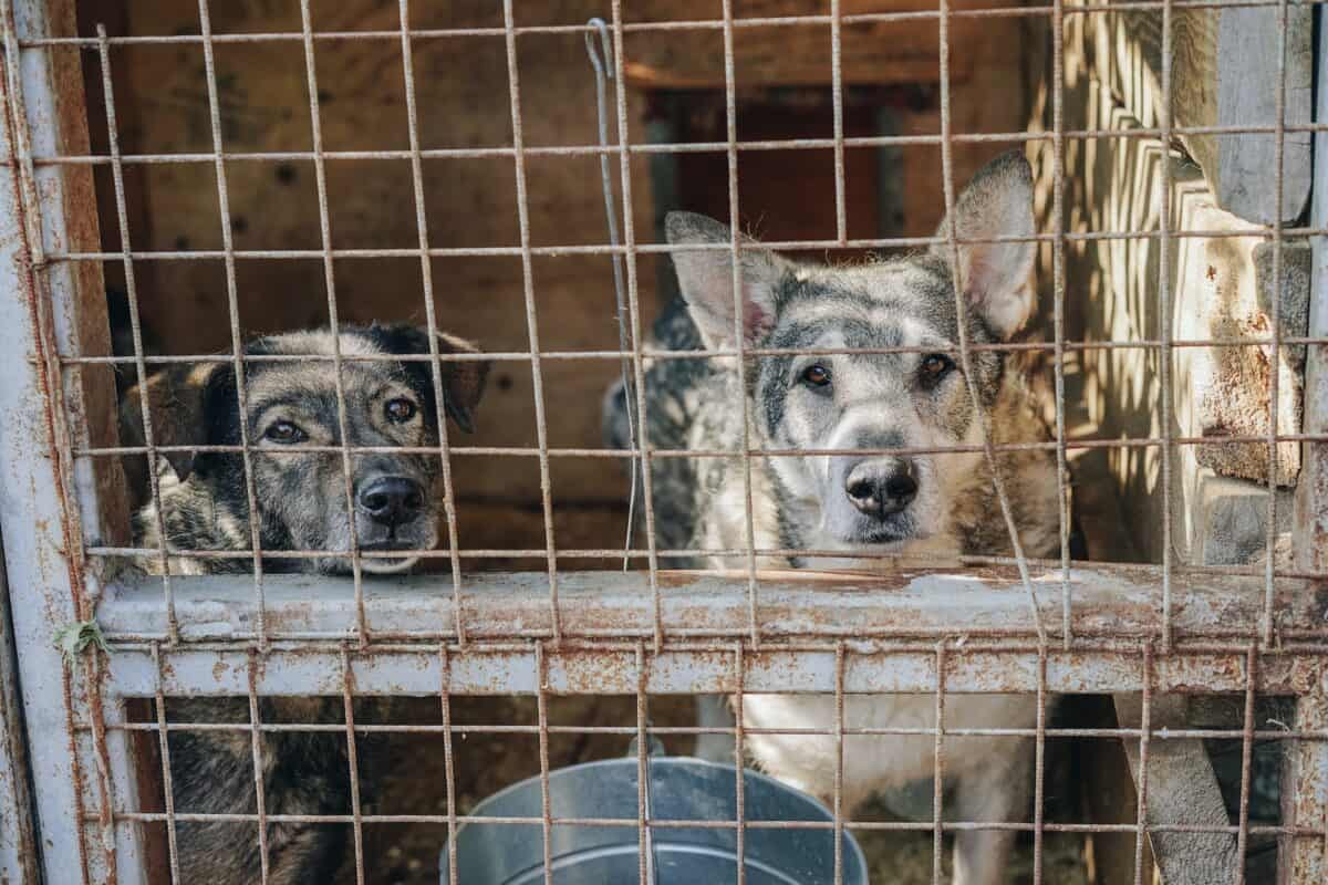 Stray Dogs behind a wire Fence.