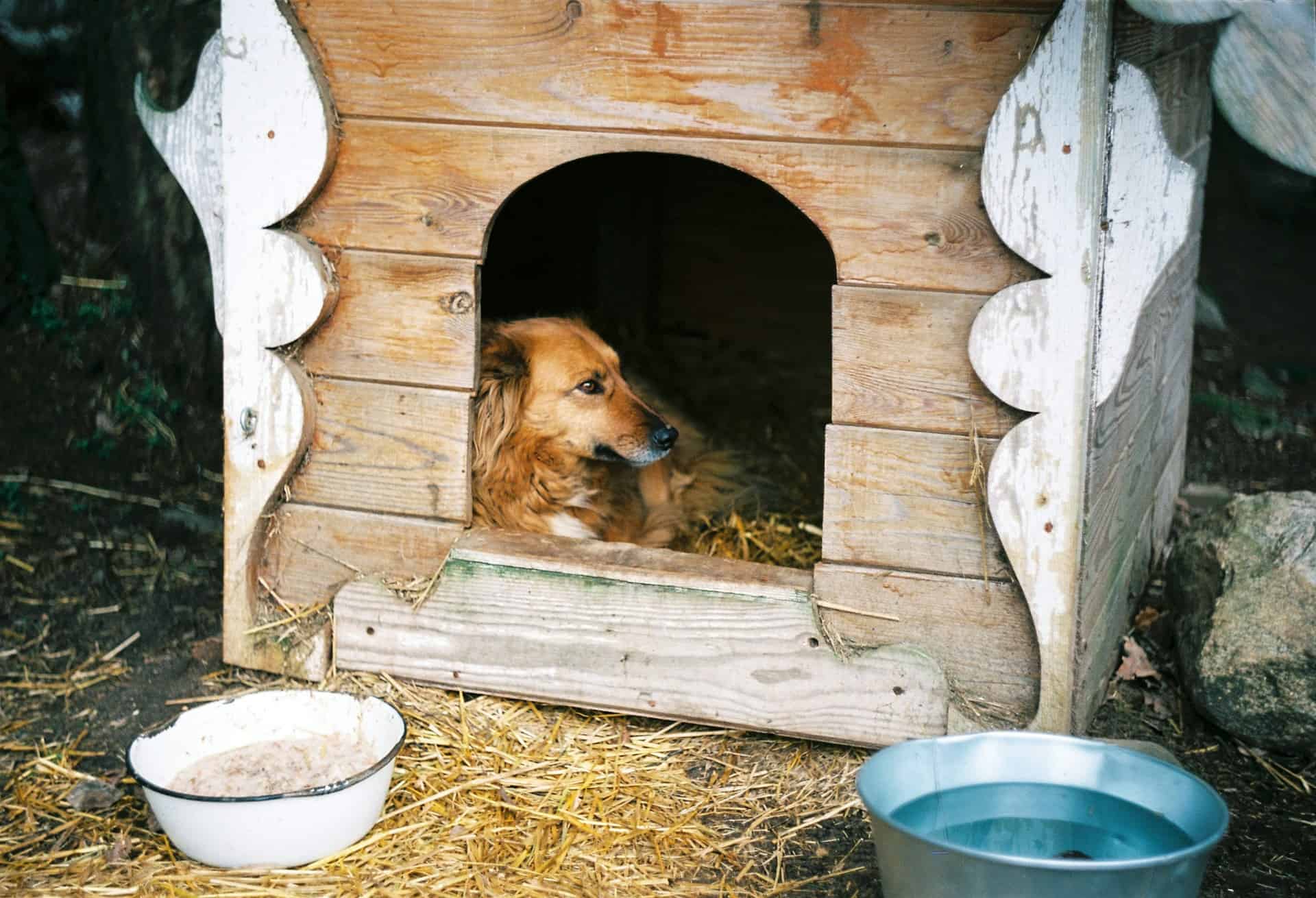 dog house
