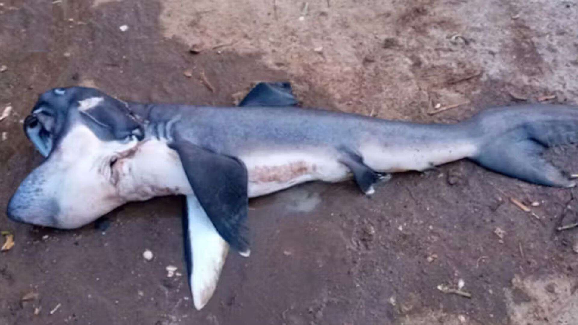 Megamouth Shark