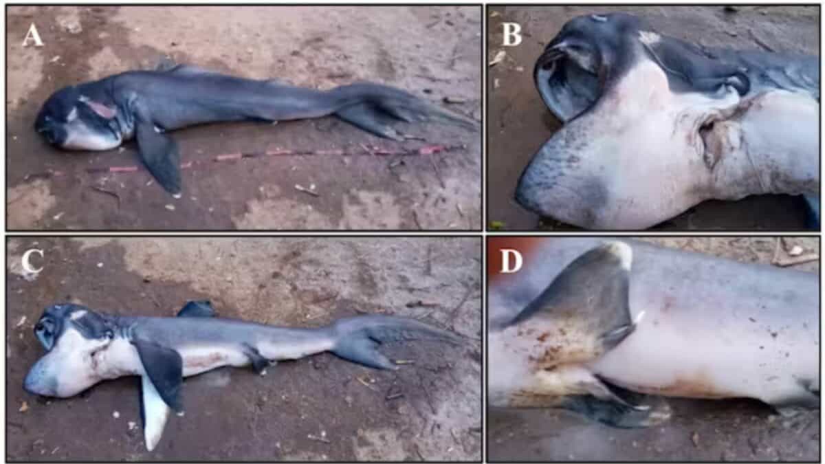 Megamouth Shark