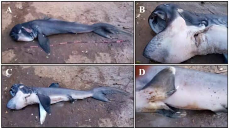 Rare Megamouth Shark Found in East Africa for the First Time