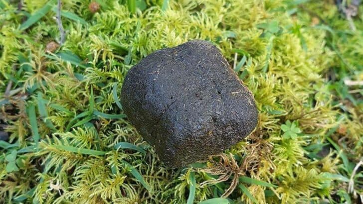Why Wombats Build Square Poop&mdash;and What It Means