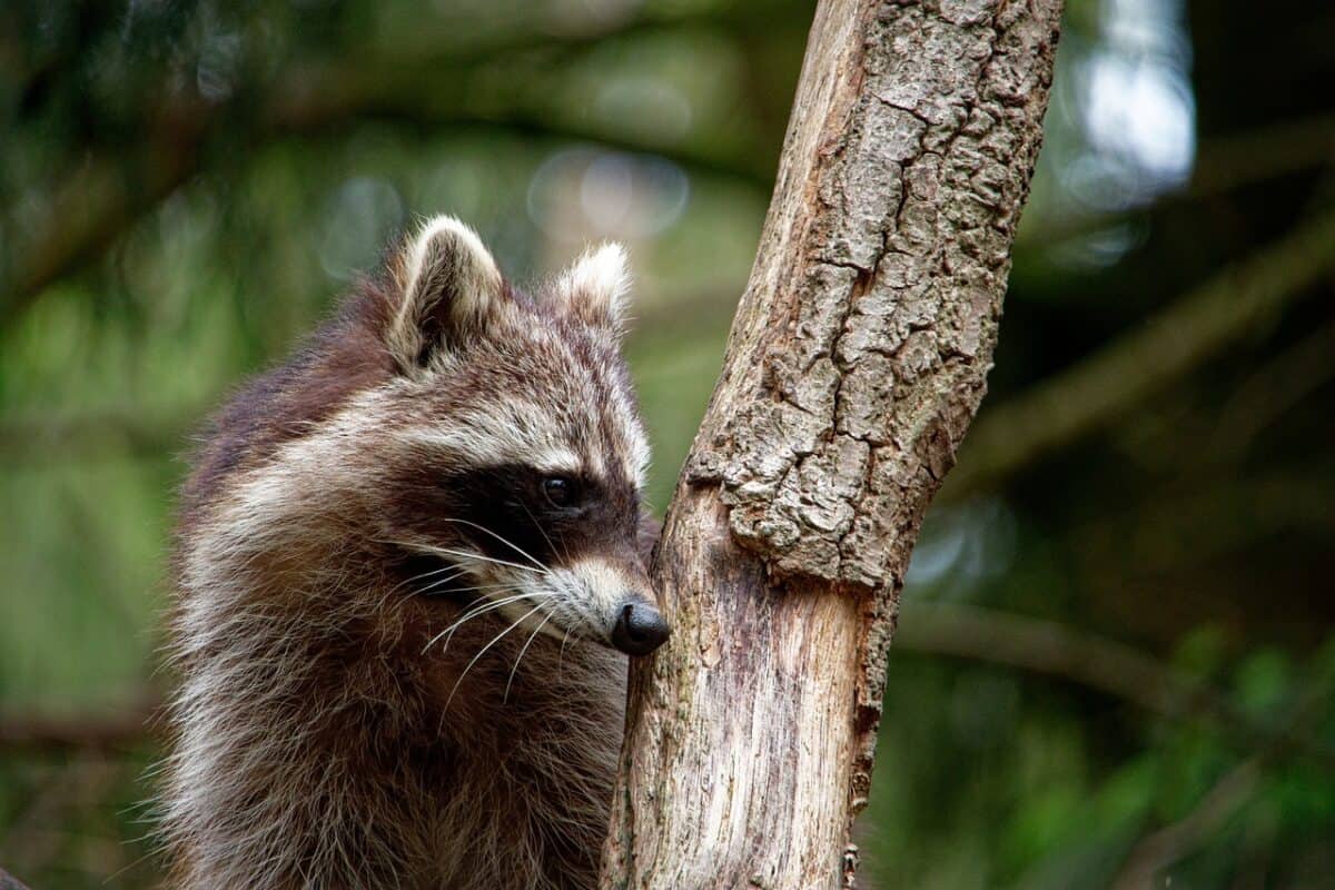 raccoon