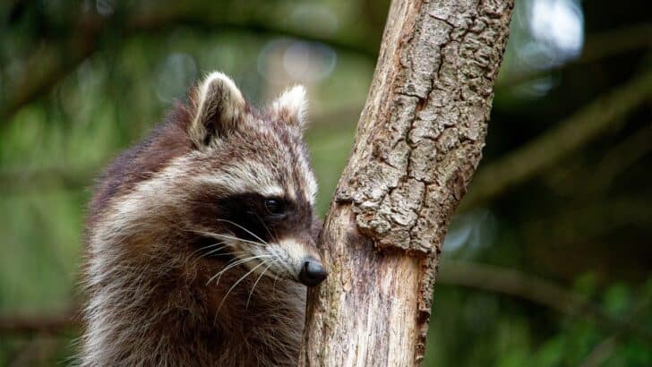 10 Predators That Can Climb Trees